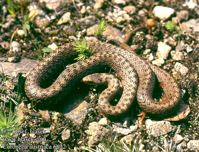 Coronella austriaca DE: Glattnatter Schlingnatter Haselnatter Kupfernatter UK: Smooth Snake ES: Culebra lisa europea IT: colubro liscio CZ: u�ovka hladk� FR: Coronelle lisse PL: Gniewosz plamisty SK: u�ovka hladk� FI: Kanervak��rme